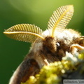 Saturnia pavonia, Petit Paon de Nuit, mâle