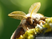 Saturnia pavonia, Petit Paon de Nuit, mâle