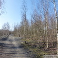 Forêt de Raismes - Terril Sabatier