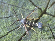 Synanthedon vespiformis, la sésie vespiforme, mâle