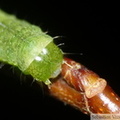 Phlogophora meticulosa, Méticuleuse, Chenille