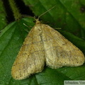 Phigaliohybernia marginaria, mâle