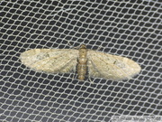 Eupithecia innotata