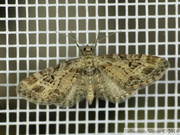 Eupithecia exiguata