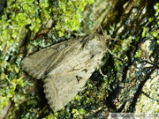 Apterogenum ypsillon (=Parastichtis ypsillon), Upsilon