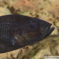 Haplochromis piceatus, mâle
