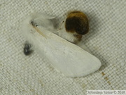 Euproctis chrysorrhoea