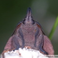 Gastropacha quercifolia, mâle