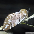 Endromis versicolora, femelle
