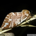 Endromis versicolora, femelle