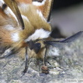 Endromis versicolora, mâle