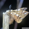 Endromis versicolora, mâle