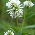 Trèfle des Montagnes, Trifolium montanum