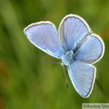 Argus bleu commun, mâle