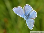 Argus bleu commun, mâle