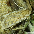 Caradrina clavipalpis