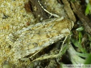 Caradrina clavipalpis