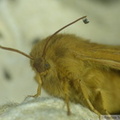 Lasiocampa quercus, femelle