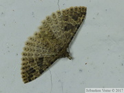 Alucita hexadactyla, l’Ornéode du chèvrefeuille