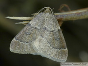 Theria rupicapraria, mâle