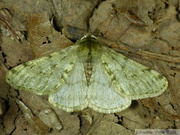 Phigalia pilosaria, mâle