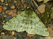Phigalia pilosaria, mâle