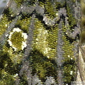 Craniophora ligustri, détails des écailles