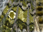 Craniophora ligustri, détails des écailles