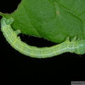 Alsophila aescularia, chenille