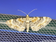 Eupithecia pulchellata