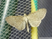 Eupithecia valerianata