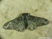 Biston betularia f. carbonaria