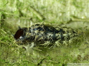 Lymantria monacha, exuvie de la chrysalide