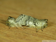 Achlya flavicornis, accouplement