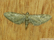08573 Eupithecia innotata