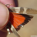 Oedipoda germanica, ailes postérieures