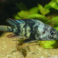 Haplochromis chromogynos 'Zue Island' mâle