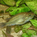 Haplochromis orthostoma, mâle dominé