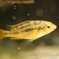 Haplochromis sauvagei "Makobe", juvénile de 2 cm