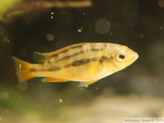 Haplochromis sauvagei "Makobe", juvénile de 2 cm