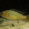 Pseudocrenilabrus sp. "Ruaha", mâle juvénile de 3cm