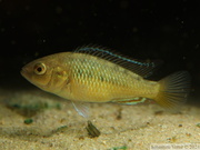 Pseudocrenilabrus sp. "Ruaha", mâle juvénile de 3cm