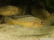 Pseudocrenilabrus sp. "Ruaha", mâle juvénile de 3cm