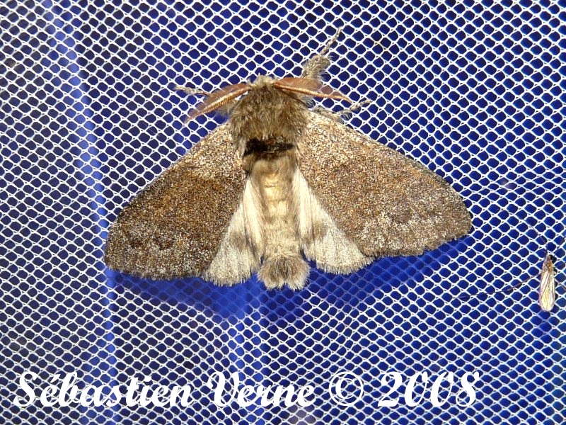Calliteara pudibunda f. concolor 1 petit.JPG
