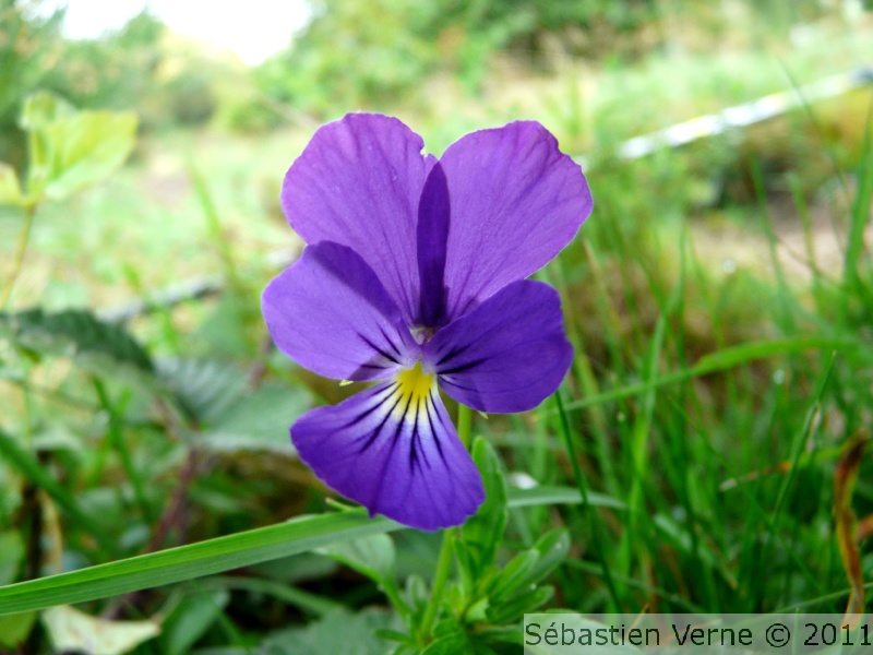 Violette - Viola sp.
