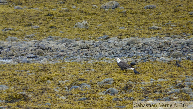 Haliaeetus leucocephalus, Bald eagle, Pygargue à tête blanche, Petersburg, Alaska