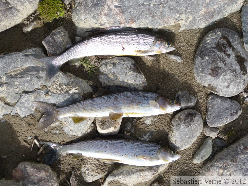 Thymallus arcticus, Grayling, Ombre arctique, Teslin River, Yukon, Canada
