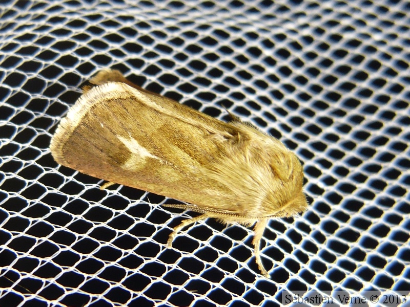 Cerapteryx graminis, Noctuelle du gramen, Antler Moth
