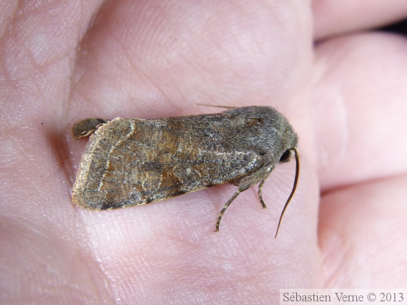 Orthosia incerta, l'Inconstante, Clouded Drab