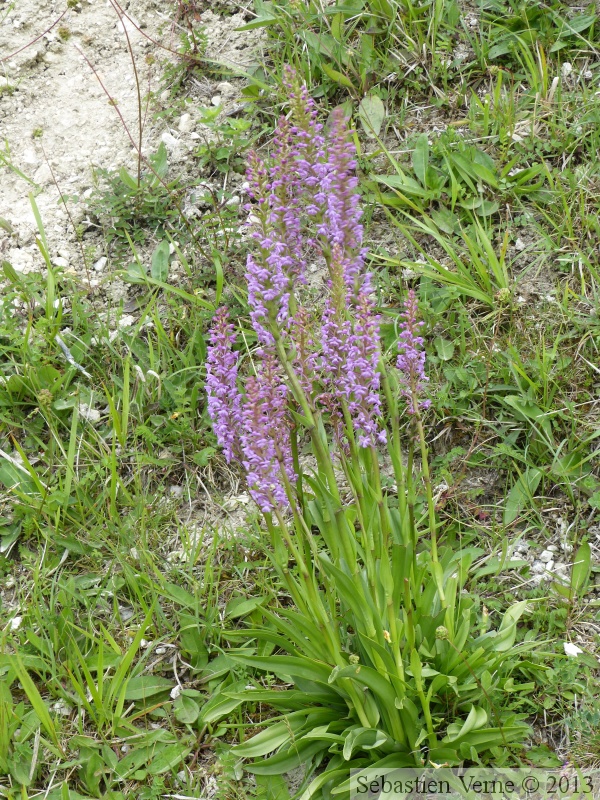 Gymnadenia conopsea, Orchis moucheron, Fragrant Orchid